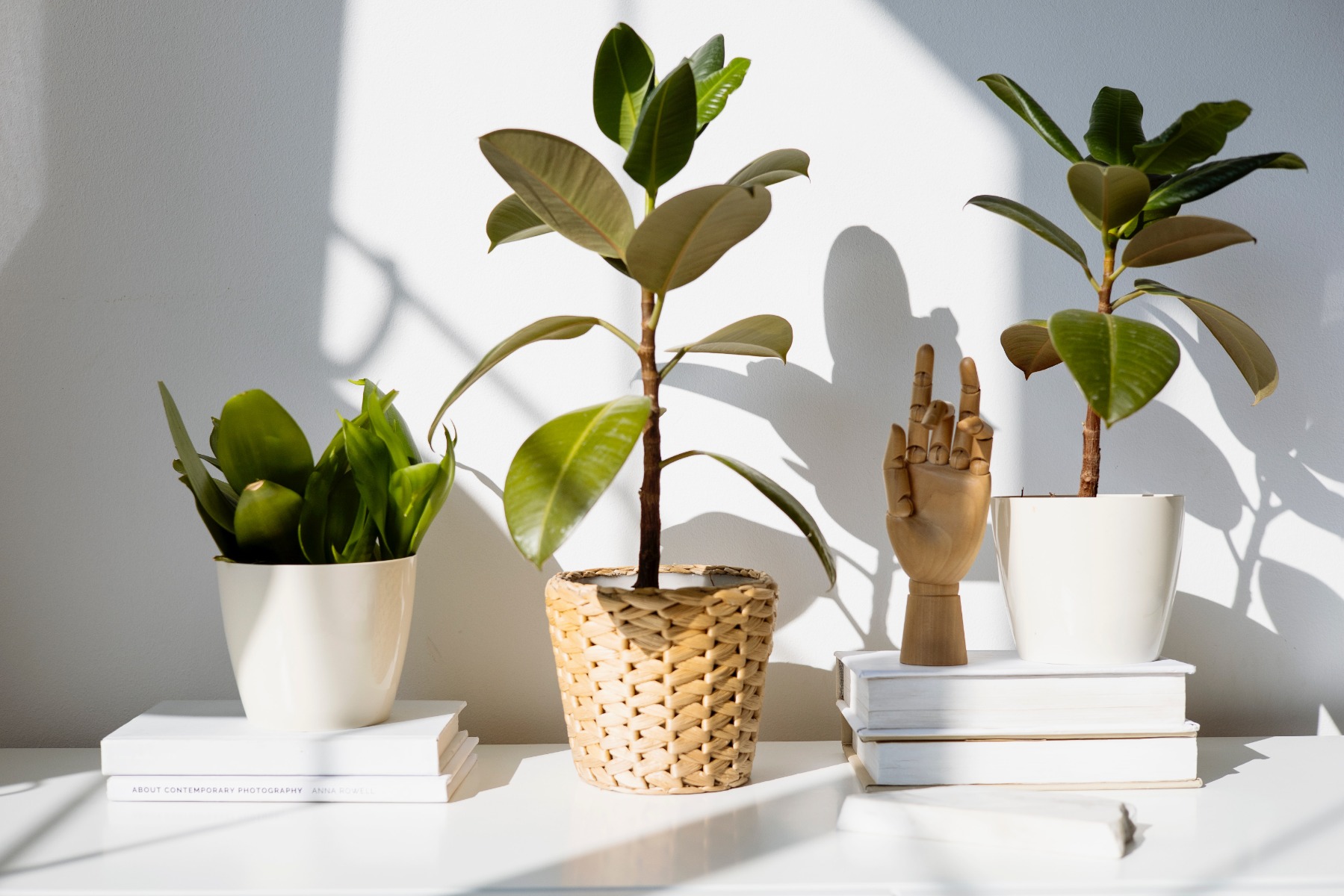An image of house plants on a table 